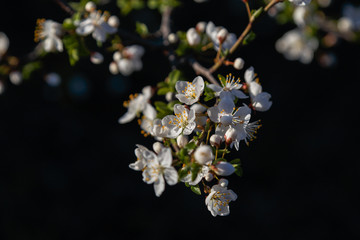Beautiful flowers cherry plum. Flowering plum in spring.