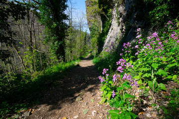 Waldweg bei Thuyets in der Ardeche