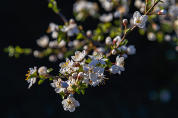 Beautiful flowers cherry plum. Flowering plum in spring.