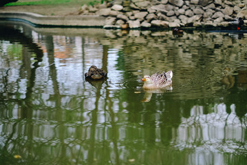 two ducks swimming in lake, one of them sleep