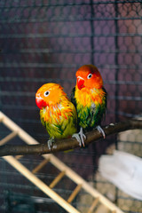 two wet agapornises sitting in cage after bath