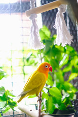little colorful agapornis sitting on a twig in cage