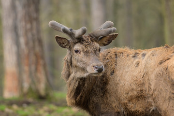 red deer in velvet