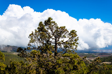 Fototapeta na wymiar The Canary island pine (Pinus canariensis) growing on the mountain with the blue sky background - Tenerife, Canary islands, Spain - Image