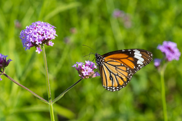 Male Common Tiger butterfly