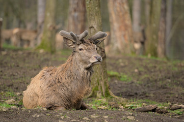 red deer in velvet