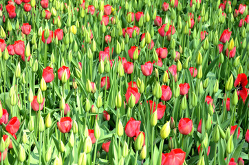 Fototapeta premium Keukenhof, The Garden of Europe in Spring