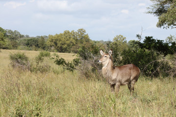 Wasserbock / Waterbuck / Kobus ellipsiprymnus