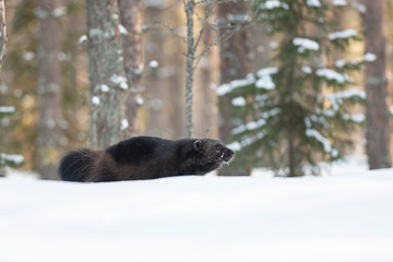 Wolverine in the snow