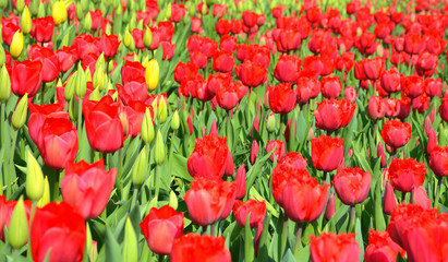 Fototapeta premium Keukenhof, The Garden of Europe in Spring
