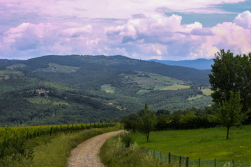 Pathway between the vineyard and garden with view to Tuscany hills in sunset, summer, Chianti, Tuscany, Italy 