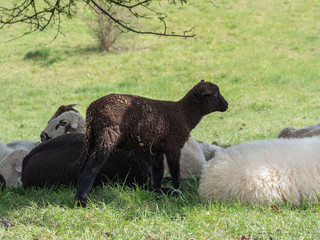 Lamb and herd on pasture