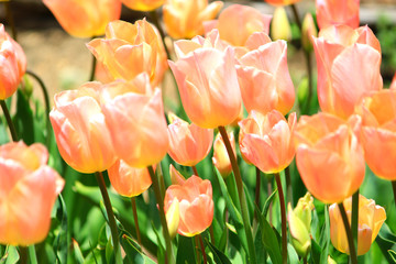 pink tulips in the garden