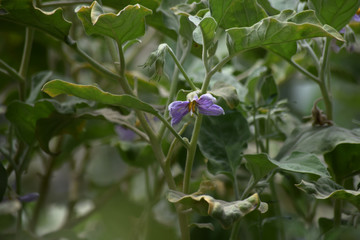 blue flowers on green background