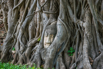 Fototapeta na wymiar Ayutthaya, Thailand - Buddha Face in the tree 