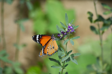 orange Butterfly on flowers in garden wild life animal, natural background flora plant wallpaper