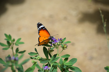 butterfly on flowers, insect moth in garden natural plant wildlife outdoor macro animal