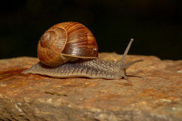 kriechende Weinbergschnecke nachts auf einem Naturstein