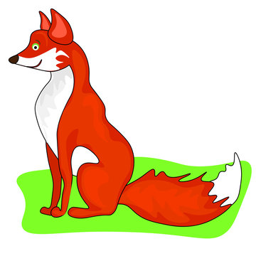 Red fox isolated on white background. Vector