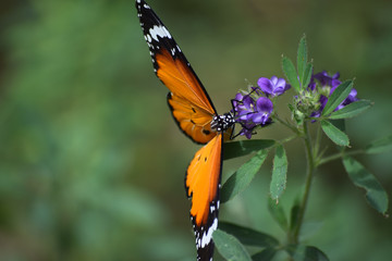 butterfly on flowers close up. nature insect animal outdoor wildlife photography
