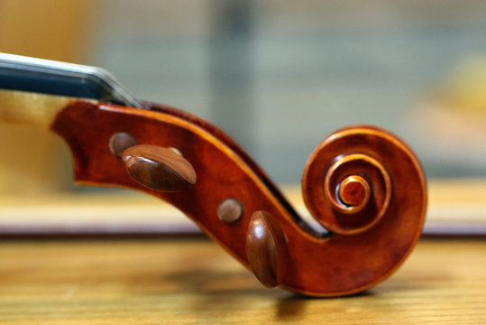 Geigenschnecke