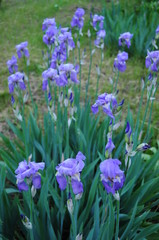Obraz na płótnie Canvas Violet blue garden irises growing on flowerbed. Green spring blooming bushes of Fleur-de-lis flowers with lush blue petals. Spring background. Gardening of spring flowers. Beauty of nature 