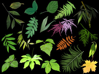 large collection of isolated on black color plant leaves
