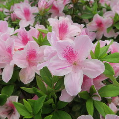 Fototapeta na wymiar many pink asian, exotic flowers of an azalea shrub