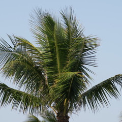 green asian, exotic palm leaves