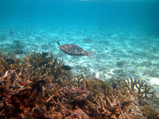 Snorkeling on Maldives