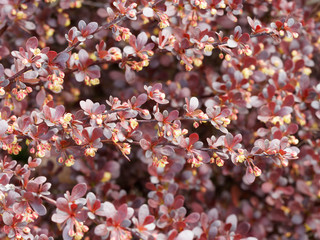 Fototapeta premium Epine-vinette de Thunberg au feuillage pourpre - Berberis thunbergii atropurpurea 