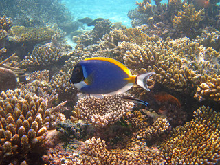 Fototapeta na wymiar Snorkeling on Maldives
