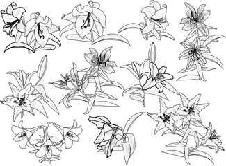 black lily flowers ten outlines isolated on white