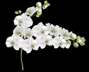 Fototapeta na wymiar isolated on black orchid branch with white large blooms
