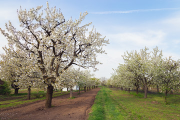 Gorgeous white cherry tree