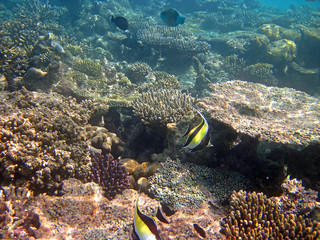 Snorkeling on Maldives
