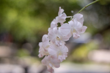 White wild orchid