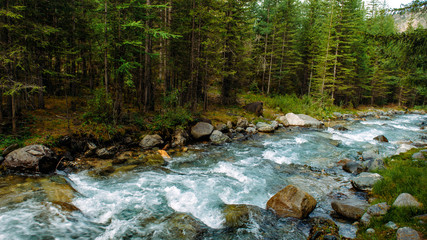 Fototapeta na wymiar Rocky mountain river among the pine trees. Beautiful fast-flowing river in the coniferous forest. The wild nature of Altai.