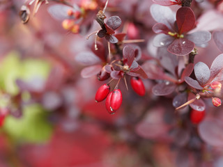 Fototapeta na wymiar Berberis thunbergii atropurpurea - Epine-vinette de Thunberg aux petites baies rouges d'hivers