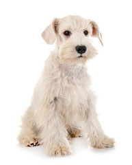 puppy white miniature schnauzer