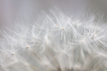 dandelion background