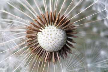Close up of the seeds of dandelion 