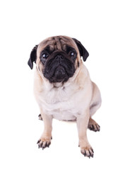 Obraz premium Portrait of a pug dog with big sad eyes. Isolated