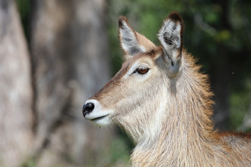 Wasserbock / Waterbuck / Kobus ellipsiprymnus