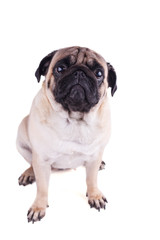 Portrait of a pug dog with big sad eyes. Isolated