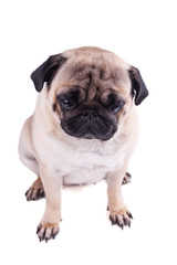 Portrait of a pug dog with big sad eyes. Isolated