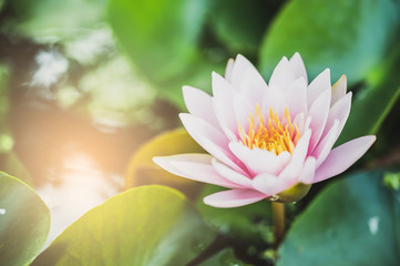 beautiful lotus flower on the water in garden.