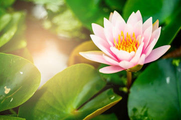 Obraz premium beautiful lotus flower on the water in garden.