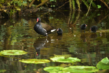 Moorhen and 3 Chicks