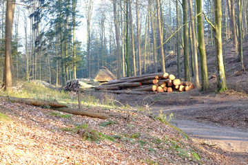 Holzstapel im Wald